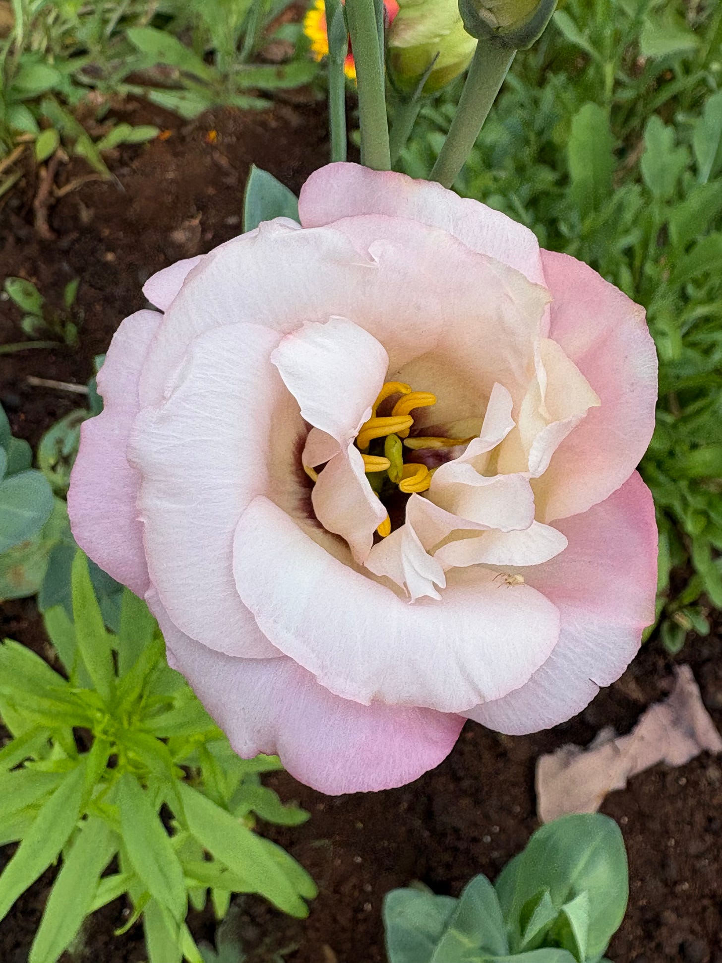 pink lisianthus flower pink lisianthus flower