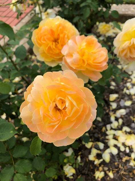 flowers frm the birmingham botanical gardens