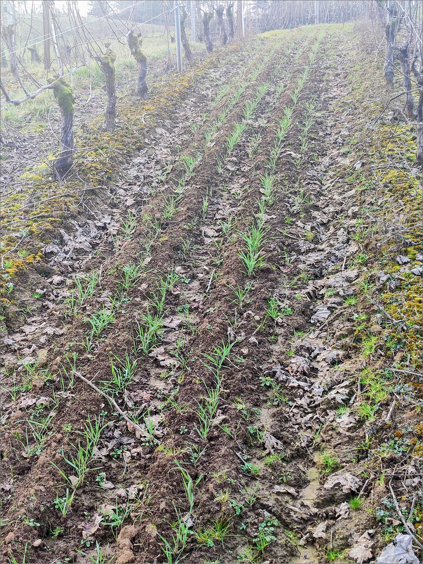 Mighty little cover crops, vintage 2026 fertilizing our vines in a WET January.
