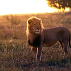 Cecil 2.0: Another research lion killed by trophy tourists