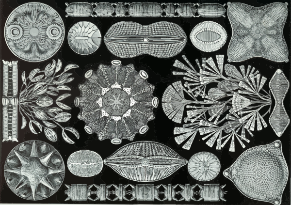 Haeckel Diatomea | Free SVG