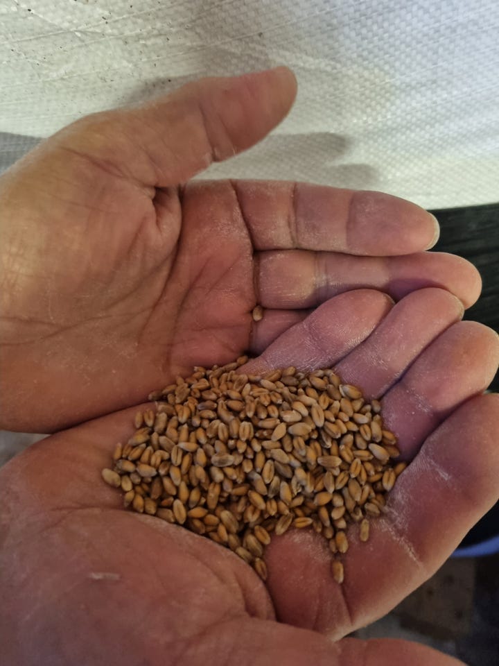 Milling flour from whole grains, Aston's Bakery