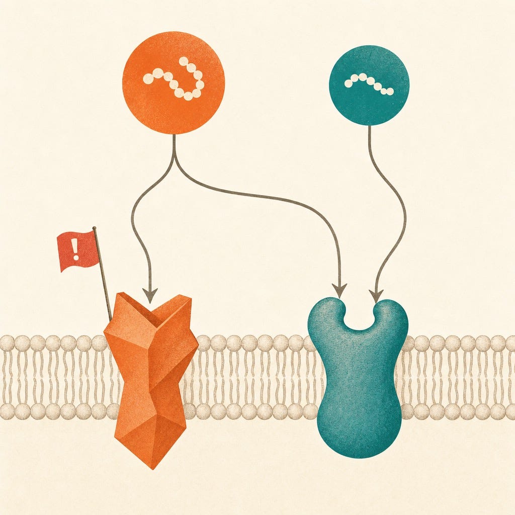 Editorial diagram of a cell surface with a GLP-1 receptor and a GIP receptor; tirzepatide reaches both receptors while semaglutide reaches only the GLP-1 receptor, and the GIP receptor is flagged as the variant site