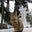 Gravecat's avatar