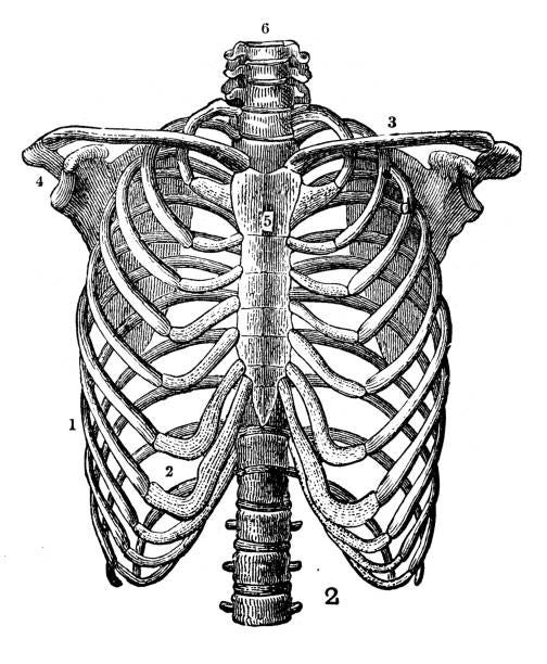 950+ Drawing Of Human Ribs Stock Photos, Pictures & Royalty-Free Images - iStock 950+ Drawing Of Human Ribs Stock Photos, Pictures & Royalty-Free Images - iStock