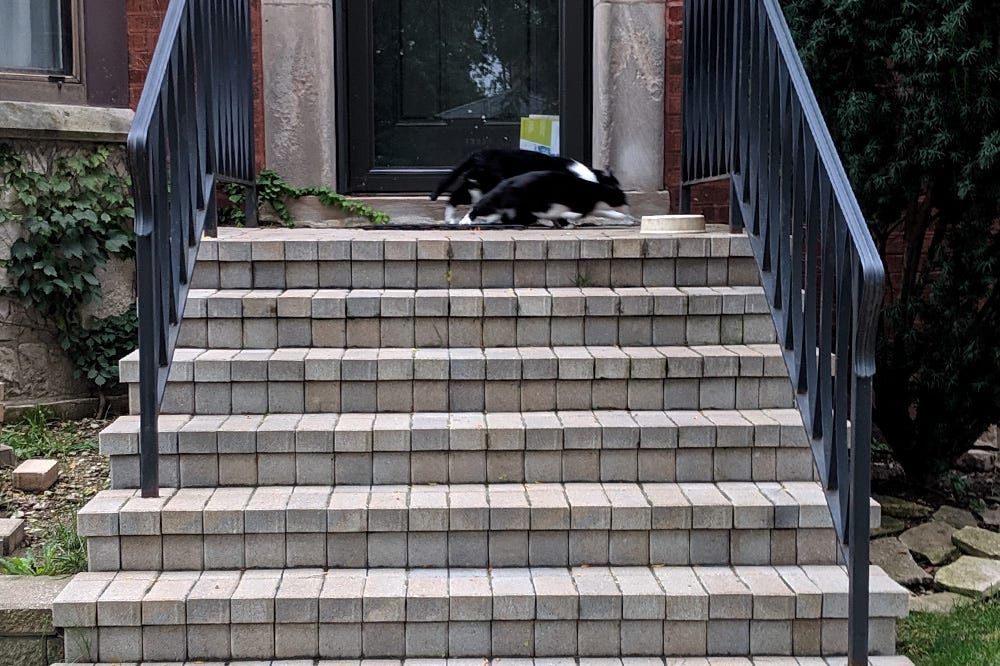 Two blurry black and white cats are caught running off of the same brick stoop Two blurry black and white cats are caught running off of the same brick stoop