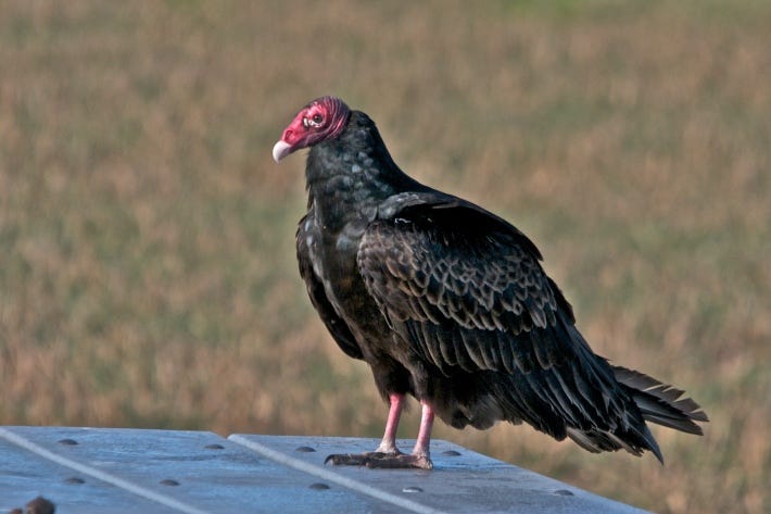 Turkey vulture Turkey vulture