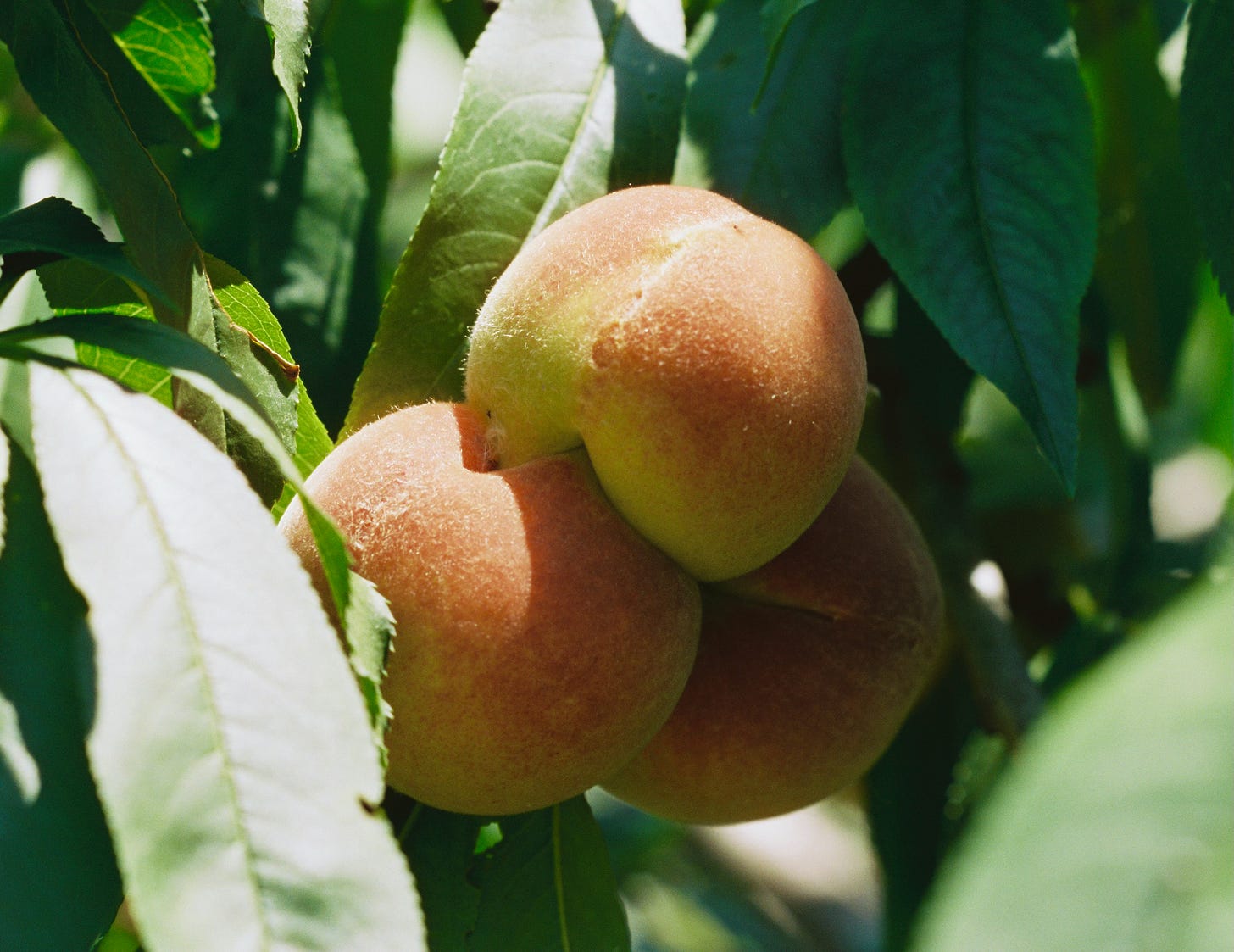 Three peaches on the vine