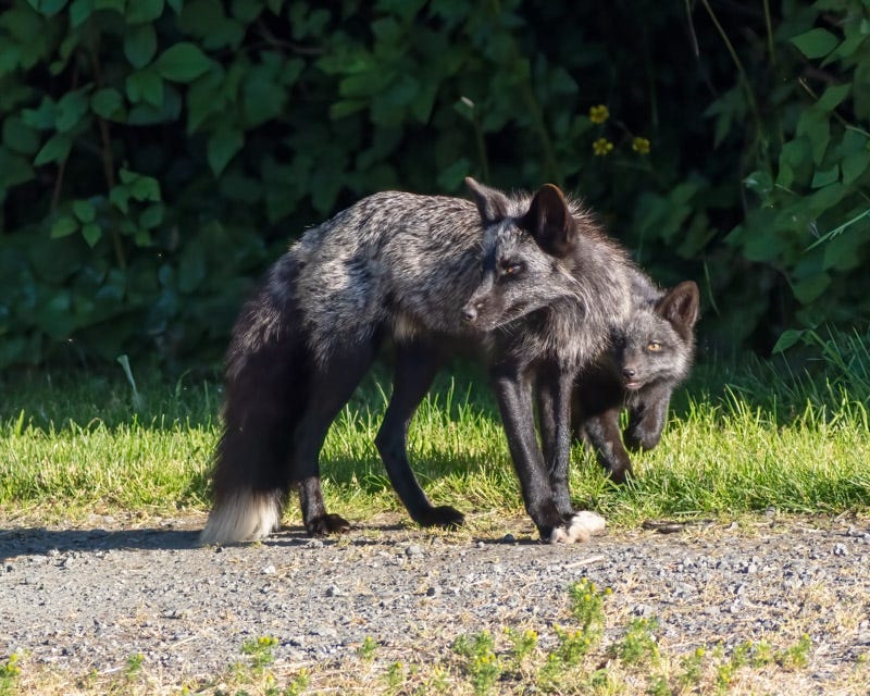 20250610-SJI3-890-Edit.jpg 20250610-SJI3-890-Edit.jpg