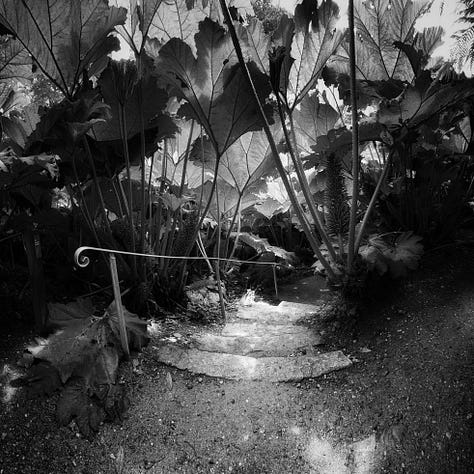 The giant gunnera planation at Trebah Garden in Cornwall