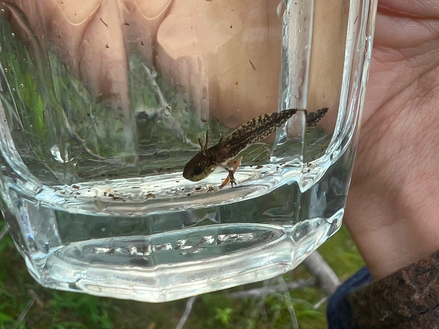 a brown mottled salamander larve at the bottom of a big glass cup. it looks like a tiny axolotl.
