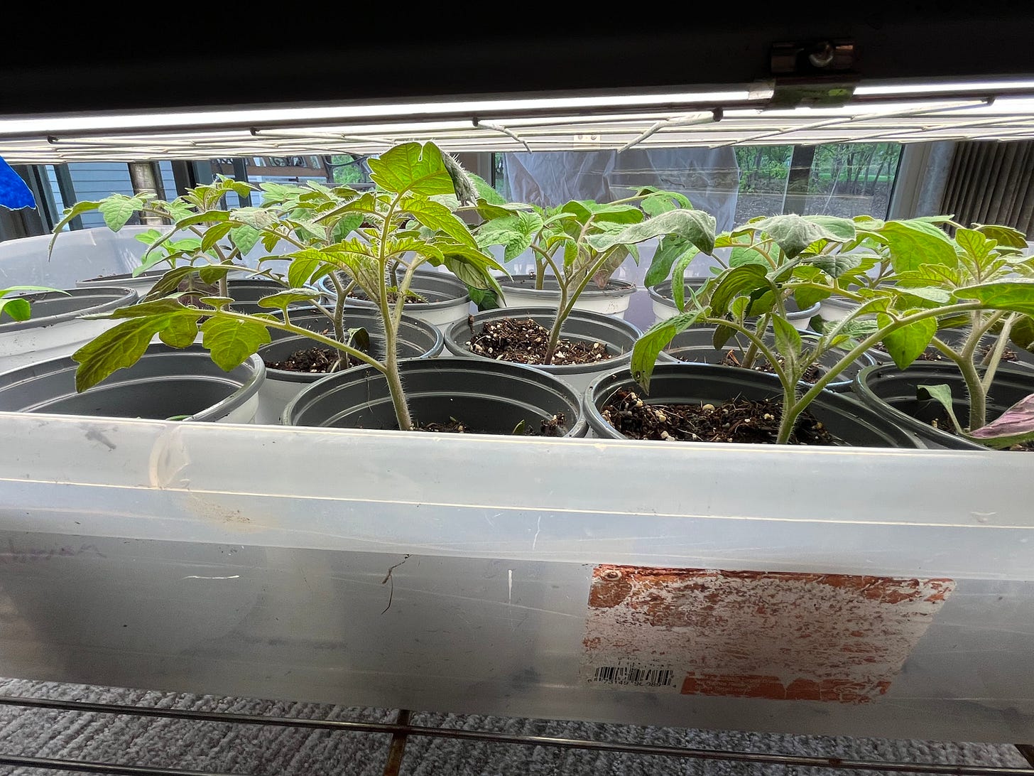 tomato seedlings under lights