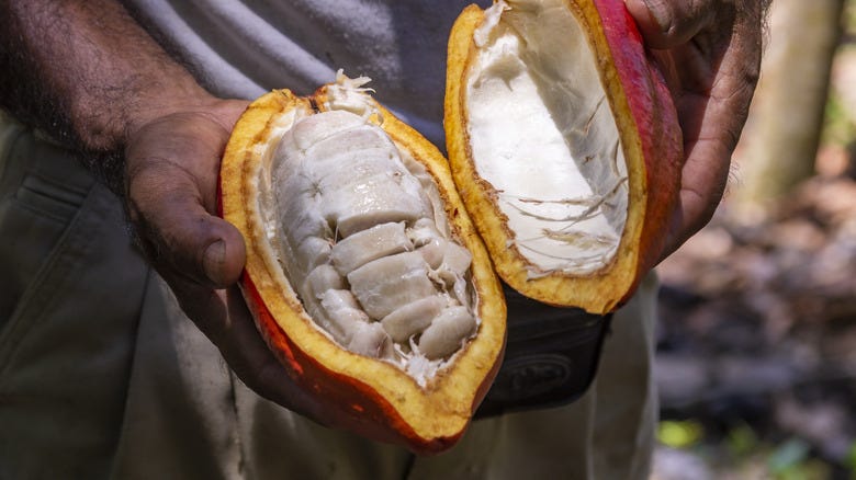 Here's How You're Supposed To Be Eating Cacao Fruit