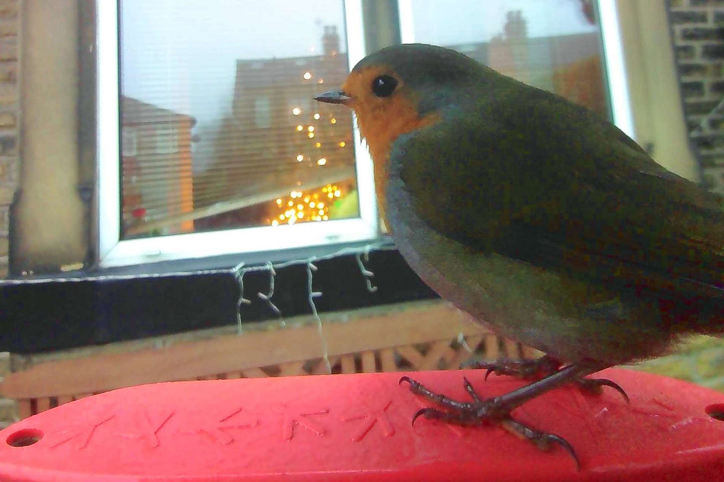 A European robin standing on a bird feeder facing a window with a lit Christmas tree visible behind the blinds