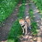 The fox's avatar