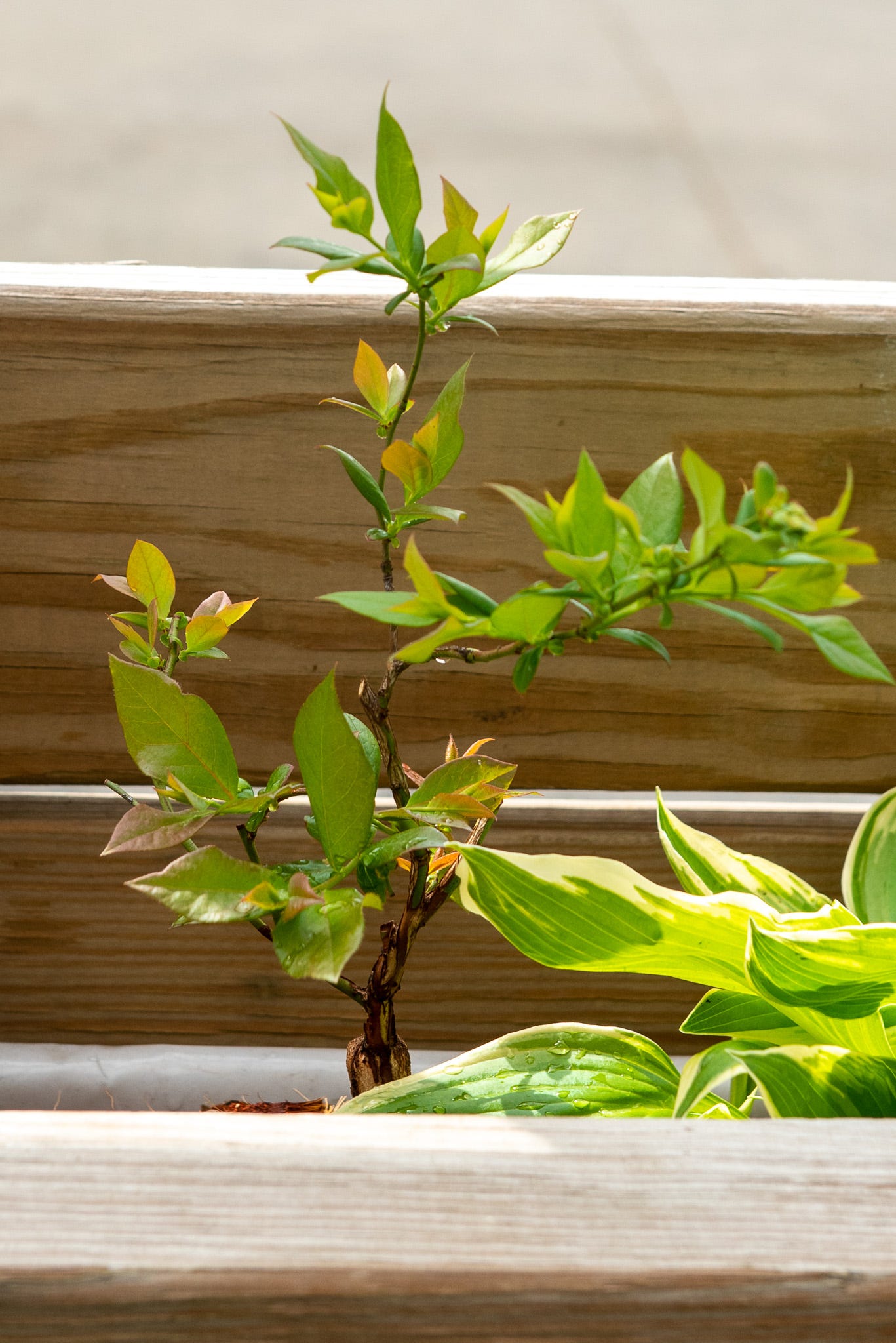 ID: Blueberry bonsai tree in a planter outdoors showing fresh young leaves on a few spindly branches