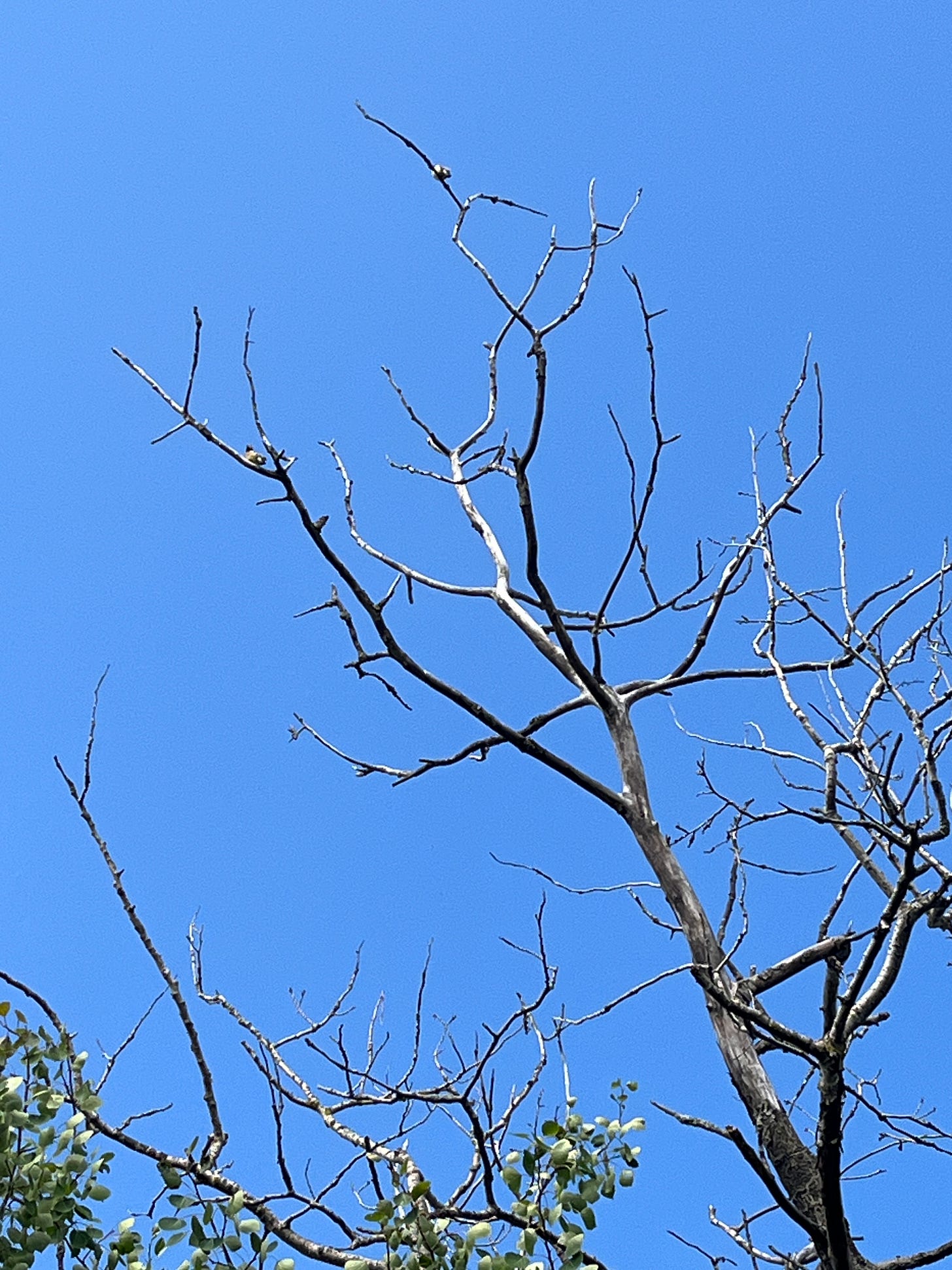 A terribly fuzzy photo of a pair of yellowish birds at the top of a tree in my yard