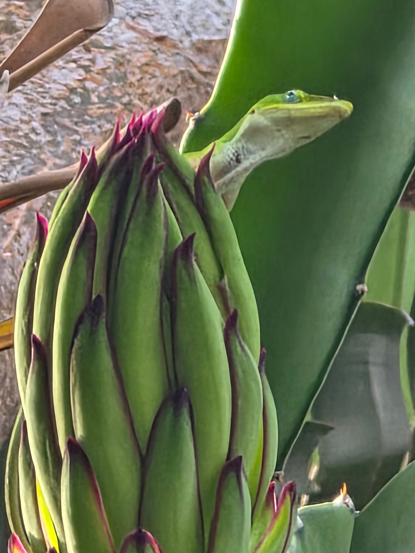 Small green lizard on a large, dragon-egg looking flower pod.