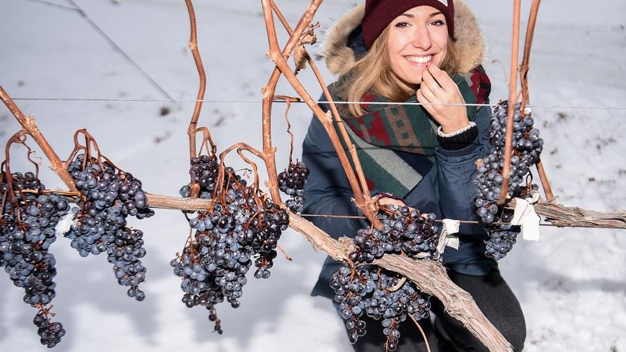 Ice wine vineyard in Northeast China Ice wine vineyard in Northeast China