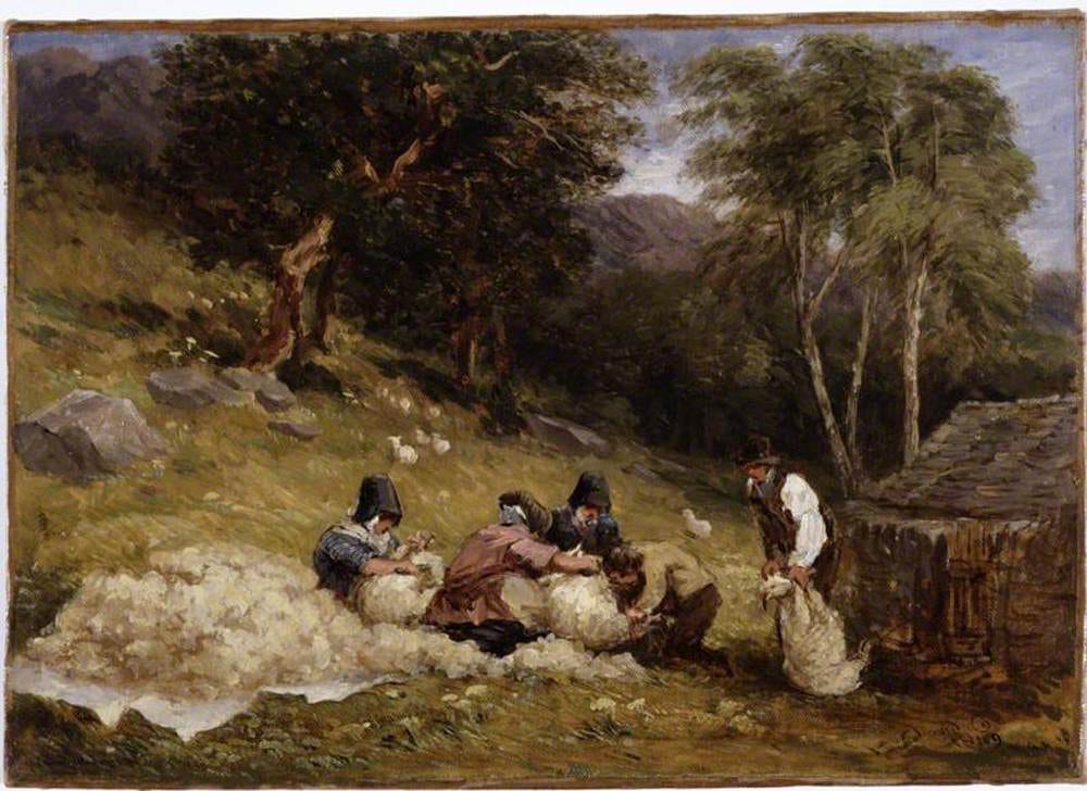 Sheep Shearing Sheep Shearing