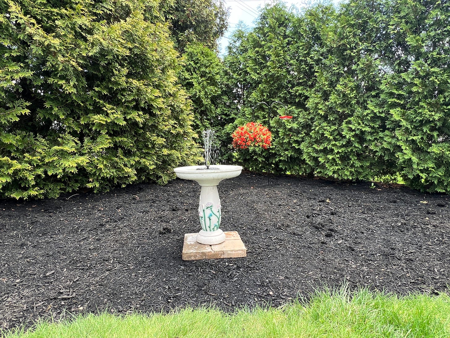 Birdbath with fountain and hanging basket of red flowers surrounded by arbor vitae trees.