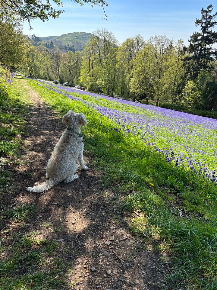 Lavender on the Malvern Hills