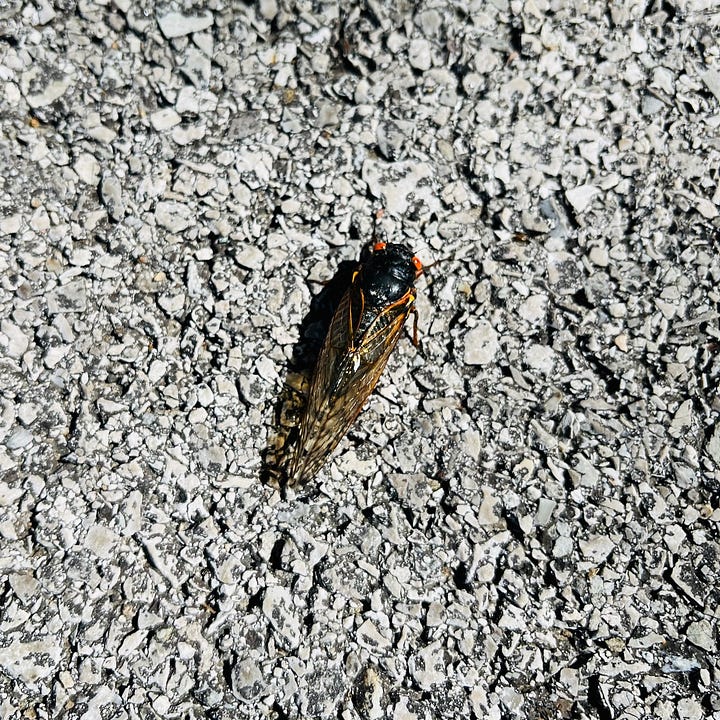 a gold and silver cicada wing, a cicada with wings spread, two whole cicadas