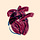 Heart Slices