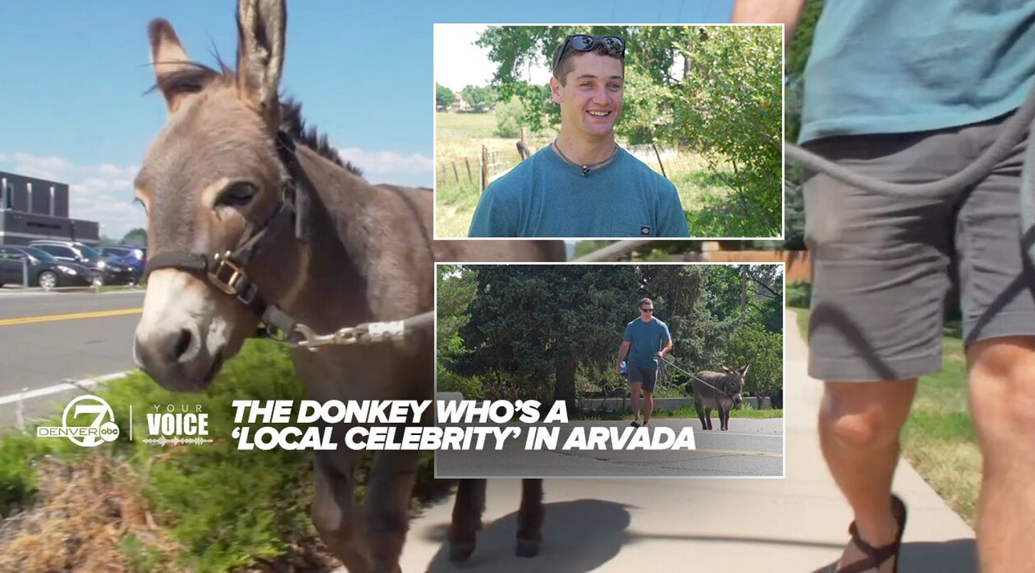 screen shot of channel 7 video still, shows donkey and man in blue shirt screen shot of channel 7 video still, shows donkey and man in blue shirt
