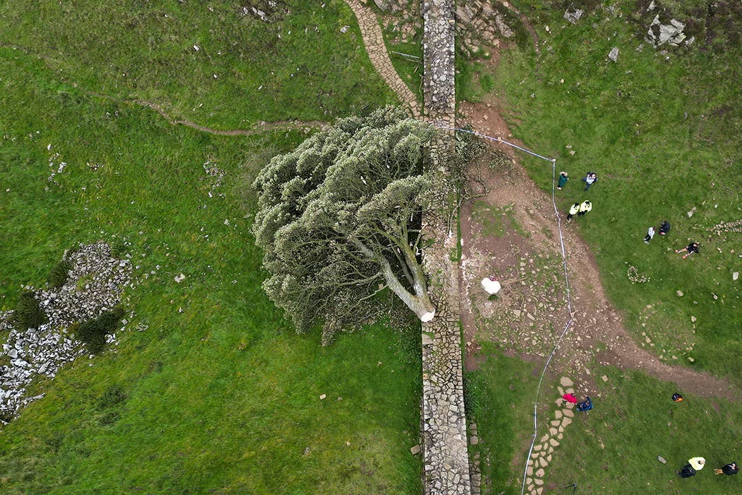 overhead shot of a large sycamore fallen across an ancient stone wall