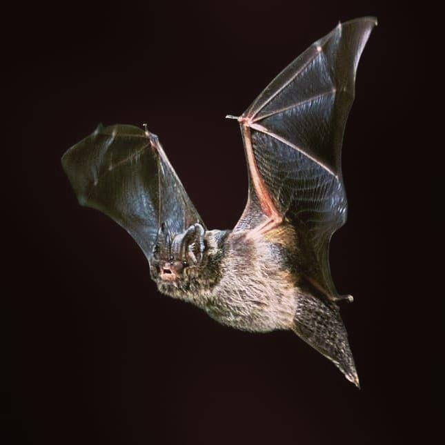 The Grey Long-Eared Bat – The True Midnight Flyer The Grey Long-Eared Bat – The True Midnight Flyer
