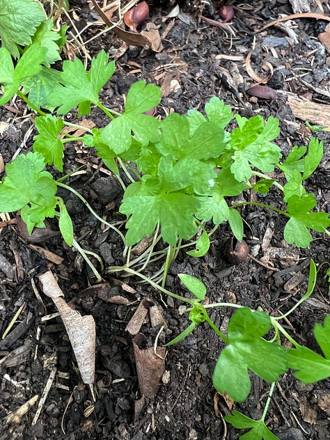 Autumn planted seedlings looking for a bit of nitrogen to put on some growth