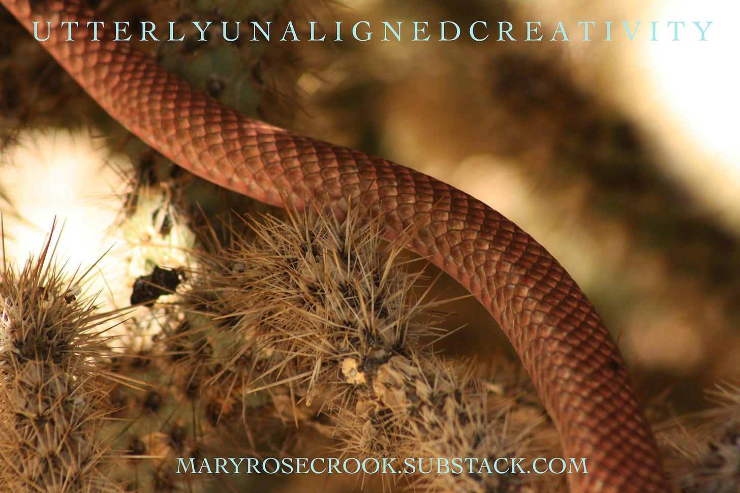 Red Racer Snake stretched through a cholla bush, the snake is a glowing reddish colour with deep scales with a bright red inside each of them, the cholla has a sprout of long sharp spines which are pushing right up against the skin of the snake in the center of the image.