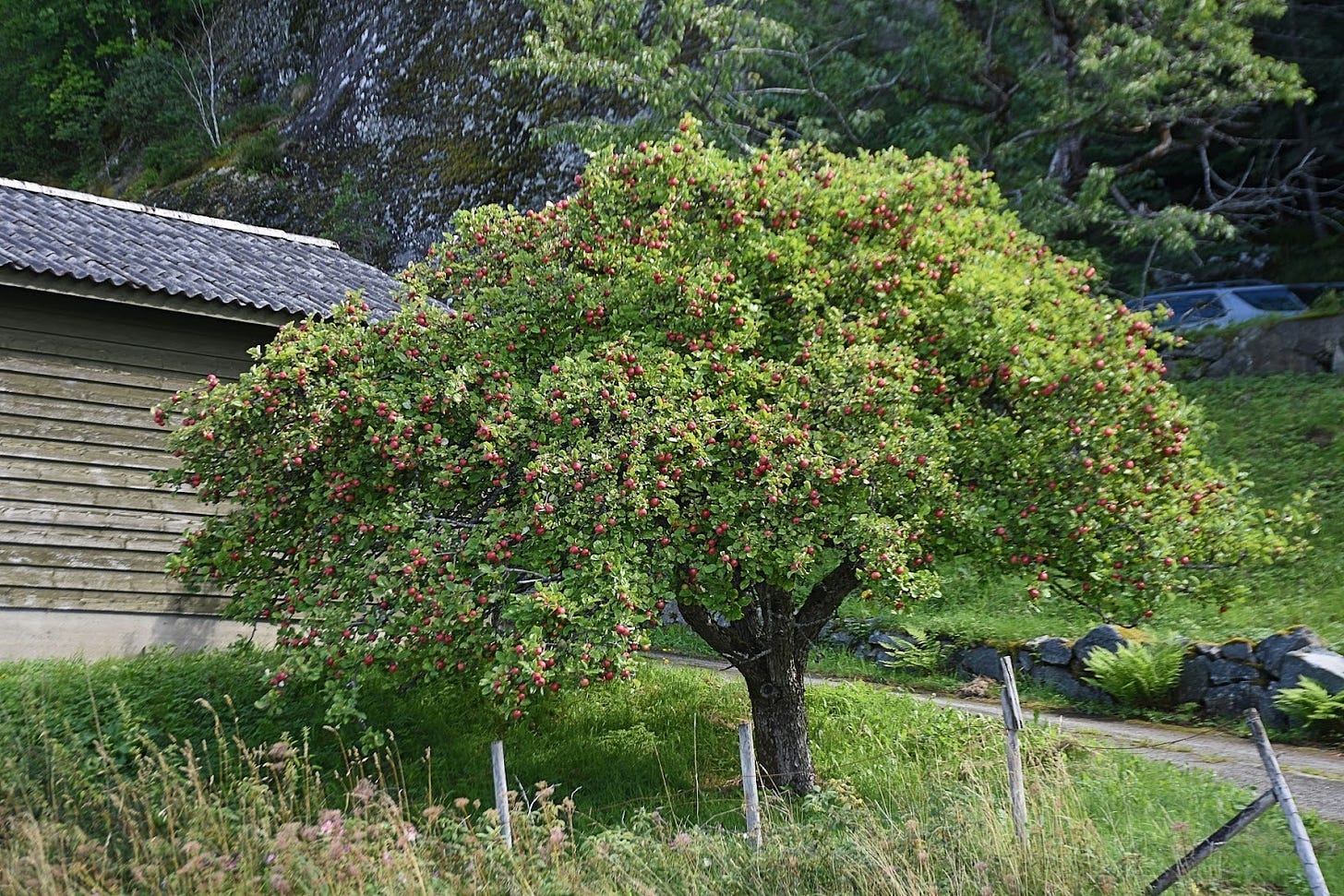 An apple tree laden with fruit