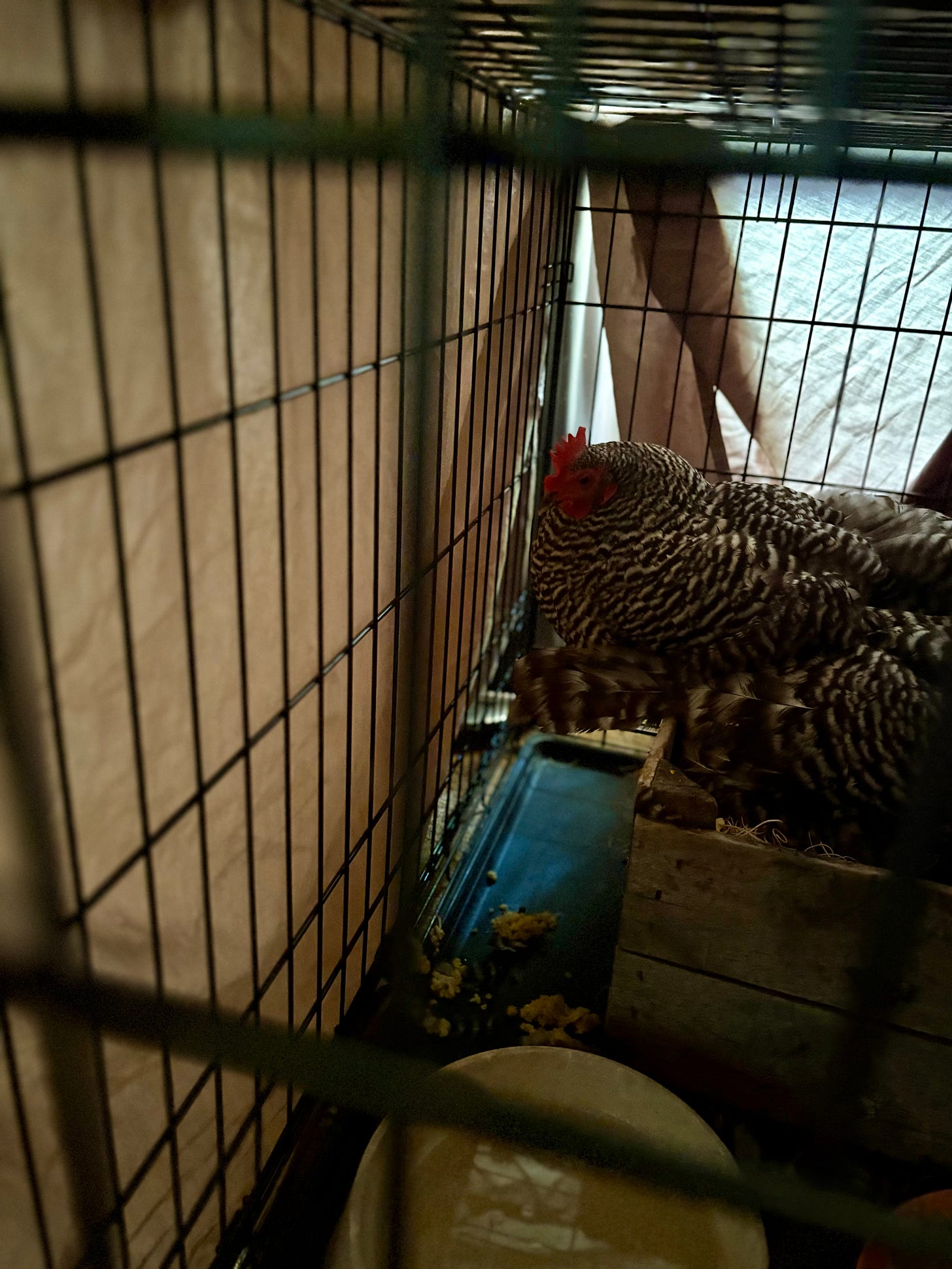 A zoomed-in pic of two barred rock hens resting in a box in a dog cage A zoomed-in pic of two barred rock hens resting in a box in a dog cage