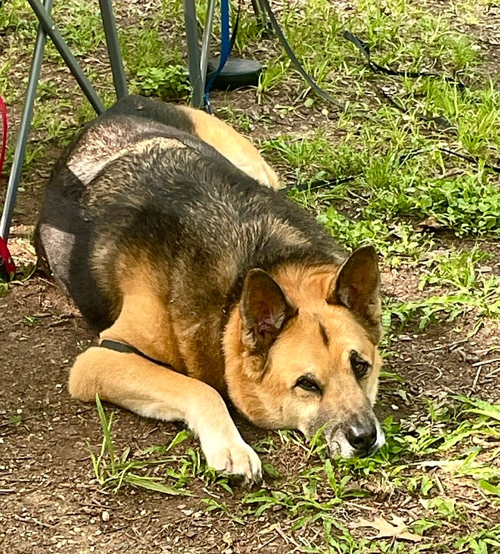 Photos of the regal and sleepy, Dozer.
