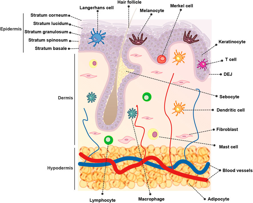 Frontiers | Mitochondrial dynamics and metabolism across skin cells:  implications for skin homeostasis and aging
