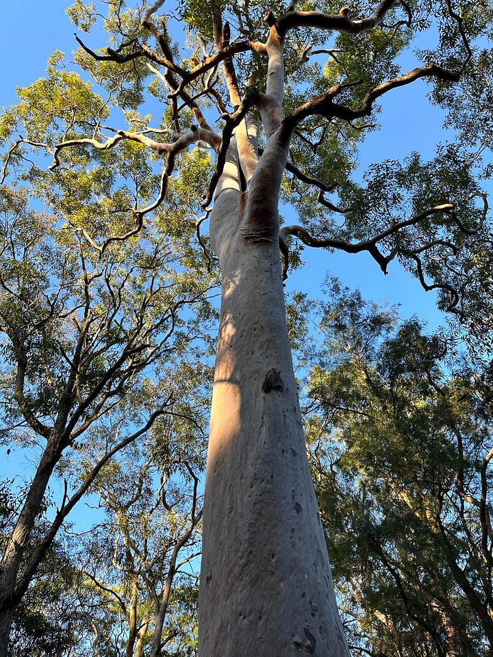 Gum trees