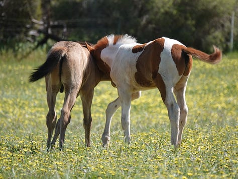 These great photos were taken by Teresa Thomson Jack. Great time-wasting watching foals.