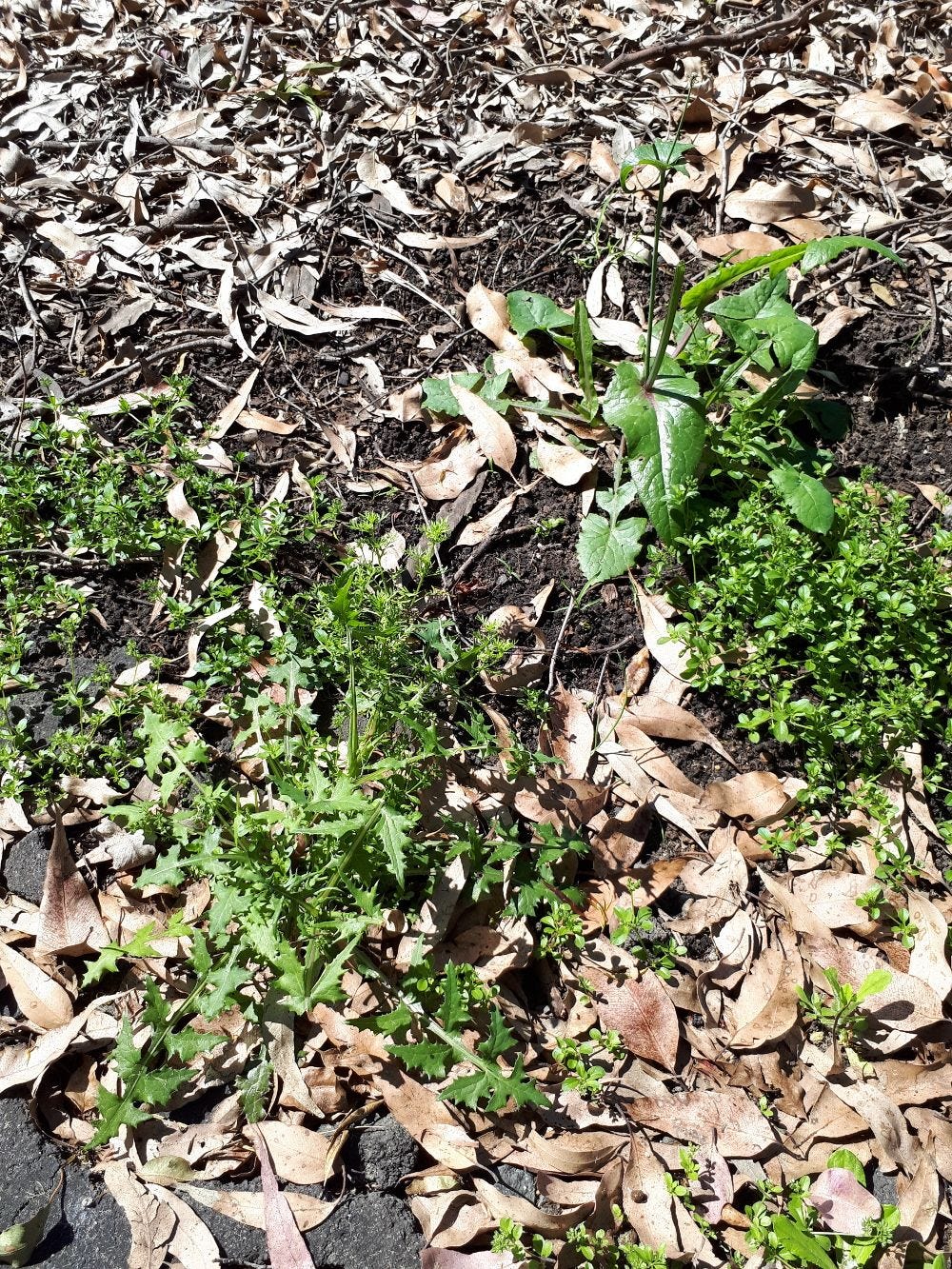 Sonchus [two different plants] sml.jpg