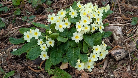 Photos from Devon in March