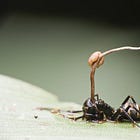 The Hate Fungus