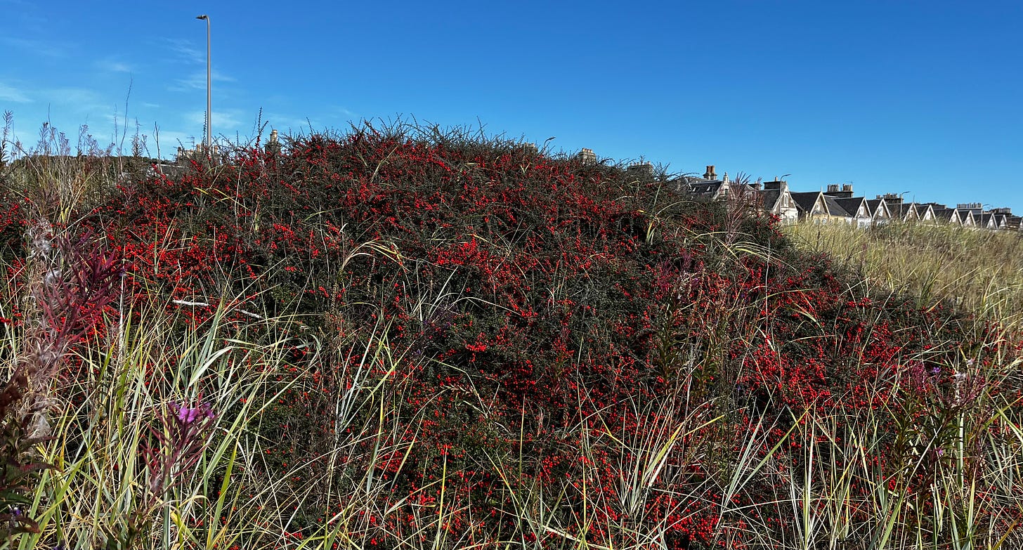 pointed roof tops peep over sand dunes topped with red-berried berberis and dune grasses
