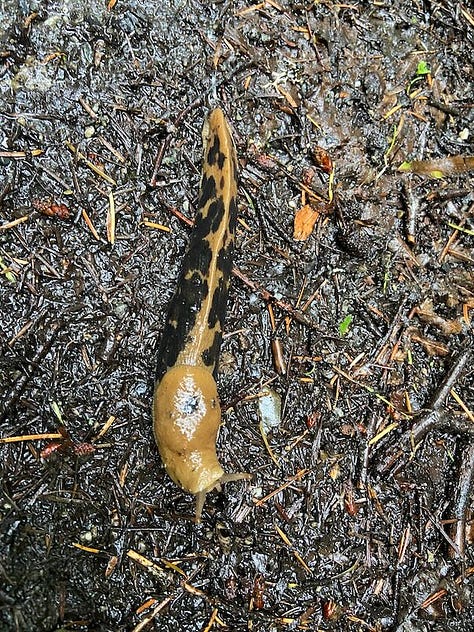 Madrone tree, rhodendron, leopard slug