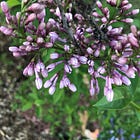 Eight years in a city garden, cont'd.