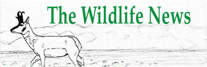 The Wildlife News