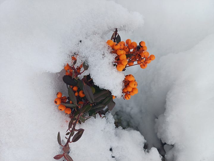 Twigs with clusters of red and orange berries peek out from under a thick blanket of snow.