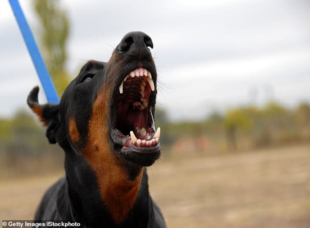 Vicious dog mauled a boy's face devastating a 'gorgeous' family - as  neighbours say they feared it | Daily Mail Online