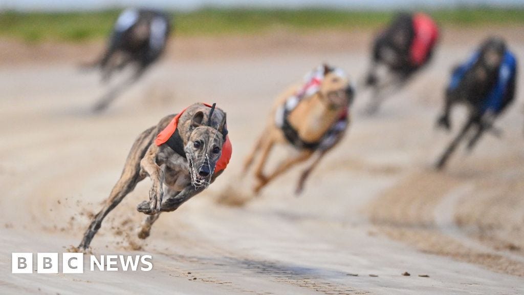 The Towcester greyhound race with a £175k winning prize