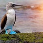 YourGalapagosGullfriend's avatar